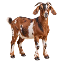 Goat / Khashi